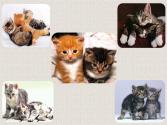 tit chatons