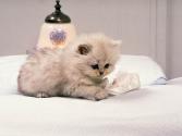 tit chat bien poilus !!