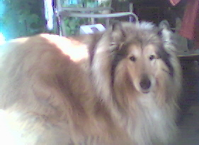 simba