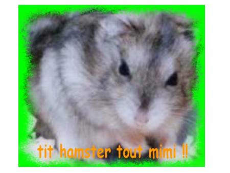 hamster russe