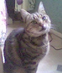 bandi