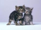 tits chats amoureux