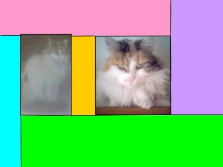 mon chat